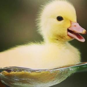 Meet your Posher, Chase